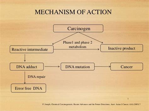 direct acting carcinogens|Molecular Mechanisms of Chemical Carcinogenesis.